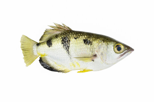 Archer fish(Toxotes chatareus) on white background closeup ,fish isolated