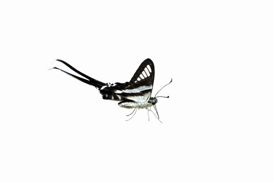 White Dragontail butterfly (Lamproptera curius curius) on white background,butterfly isolated