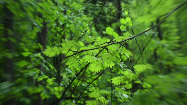 Rowan branches in forest with natural green background