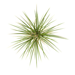 Fototapeta premium Isolated grass on canvas from the top view