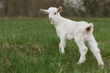 Fototapeta premium Goat kid standing in a grassy field, curious and alert, outdoors in a rural landscape, capturing a simple countryside moment with natural light and calm, wholesome mood.