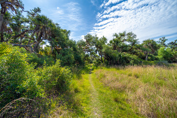 Fototapeta premium Florida jungle trail with narrow walking path through green palm rainforest and wild vegetation in southern USA