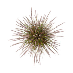Fototapeta premium Isolated Pennisetum plant on transparent canvas from the top view