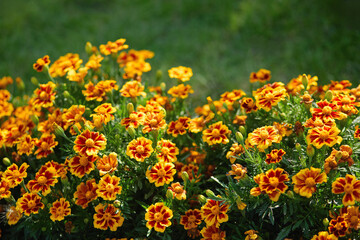 Obraz premium Orange and yellow garden flowers blooming in a lush bed