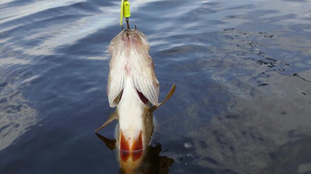 Perch caught in spring Lake Ilmen. Novgorod the Great