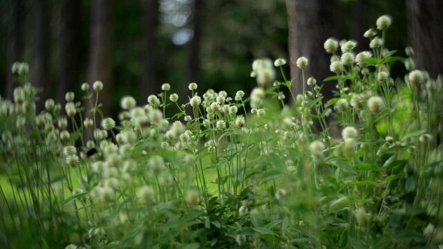 White clover flowers blooming in meadow grass with swirly bokeh
