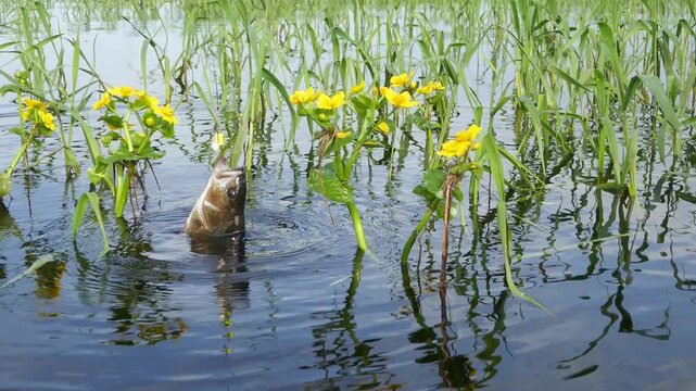 Perch caught in spring Lake Ilmen in a thicket of canary grass and marsh marigold yellow flowers