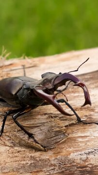 A stag beetle in the wild. Selective focus.