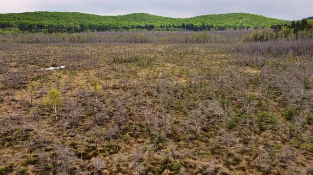Aerial drone view of a peat bog with bare dead trees and a forested ridge, Tinovul Mohos, Harghita, Romania.