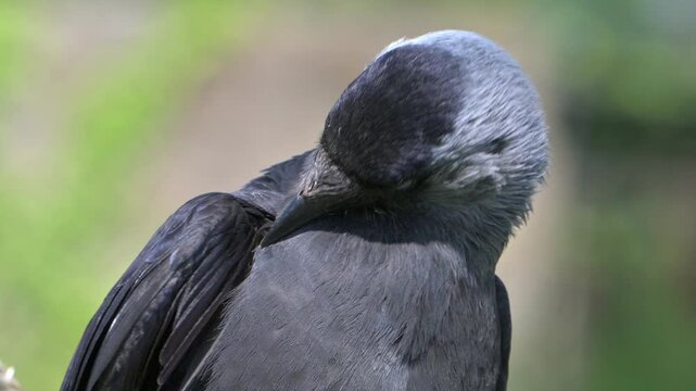Jackdaw (Corvus monedula) preening its feathers in closeup. May, Kent, UK [Slow motion x5]