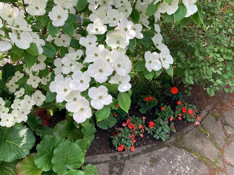 Auff&auml;llige wei&szlig;e Bl&uuml;ten am Baum Hartriegel im Garten