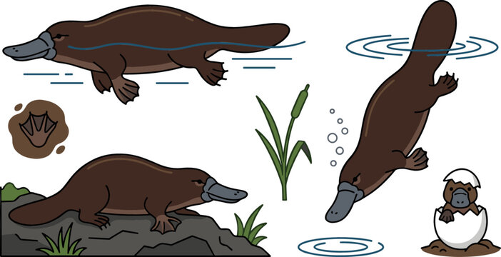 Australian Platypus Wildlife Vector Illustration Set showing Swimming Diving Walking and Hatching Baby Puggle with Reed Elements for Nature Education Designs