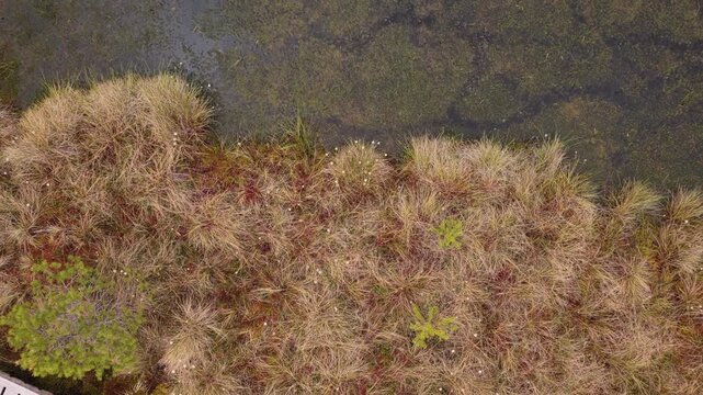 Overhead aerial view of a peat bog surface with grasses and a dark pool, Tinovul Mohos, Harghita, Romania.