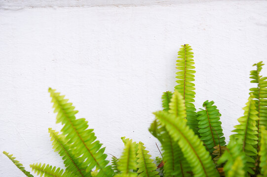 Fern foliage creates vibrant botanical texture