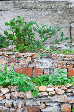 Cactus thrives beside rustic masonry