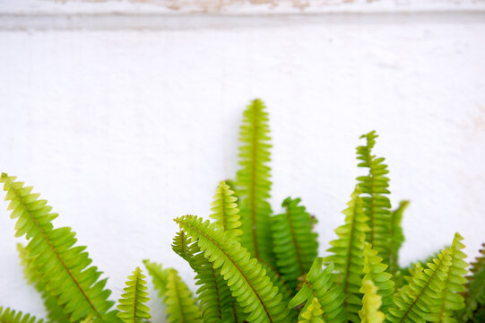 Fern foliage creates vibrant botanical texture
