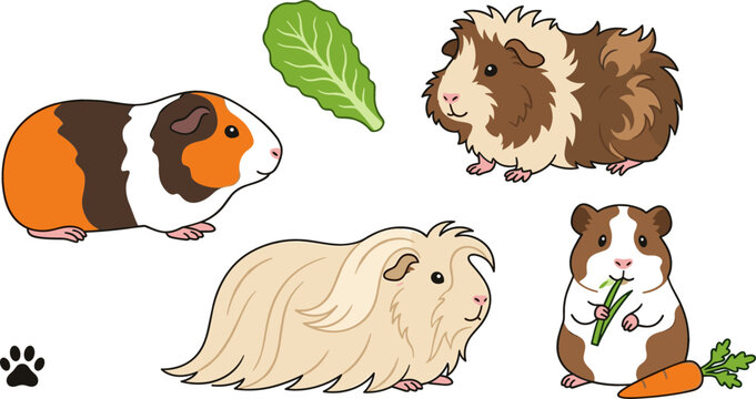 Guinea Pig Breeds and Feeding Vector Illustration Set Featuring Long Haired Abyssinian Short Hair Cavies Eating Carrot and Lettuce Leaves