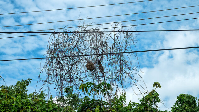 The liana entangled the electrical wires and dried up, but a weaver bird built a nest inside.