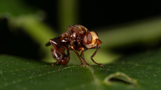 Biology - Macro of Insects - Andrena scotica - Chocolate Mining-Bee on a green Leaf