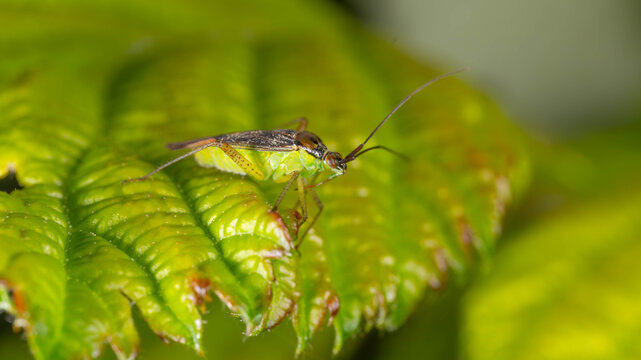 Biology - Macro of Bugs - Closterotomus trivialis - Little Grashopper on a Leaf