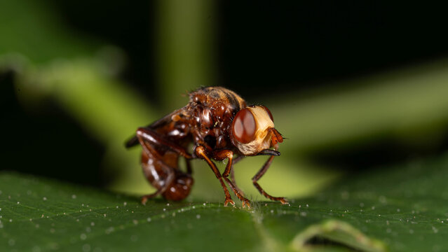 Biology - Macro of Insects - Andrena scotica - Chocolate Mining-Bee on a green Leaf