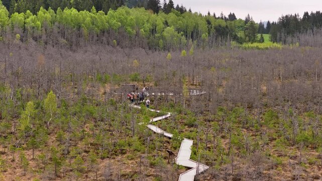 Aerial drone view of a boardwalk trail through a peat bog with visitors, Tinovul Mohos, Harghita, Romania.