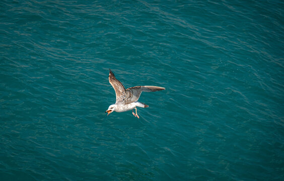 A seagull flying with food in its beak. A seagull soaring low over the sea. near the sea surface. A single seagull is flying close to the surface of the sea. Jonathan Livingston. Laridae.