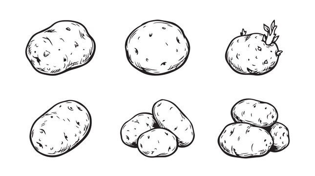 Collection of hand drawn potato varieties and sprouting tubers with vegetable ingredient agriculture vegetarian handdrawn illustration monochrome isolated collection culinary botanical
