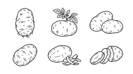 Obraz premium Hand drawn potato plant and sliced potato illustrations with vegetable ingredient agriculture vegetarian handdrawn illustration monochrome isolated collection culinary botanical