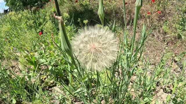 Close-Up of Giant Goatsbeard Tragopogon Seedhead Swaying in Wind