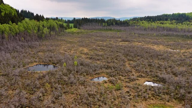 Aerial drone view of an open peat bog with dark pools ringed by forest, Tinovul Mohos, Harghita, Romania.