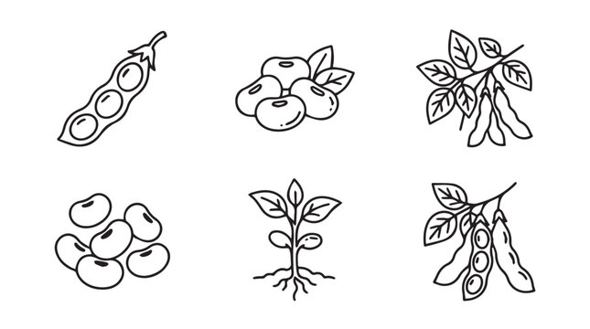 Set of hand drawn soybean plant illustrations and legumes with agriculture botanical illustration isolated vegetarian ingredient cultivation monochrome collection nutrition cultivated