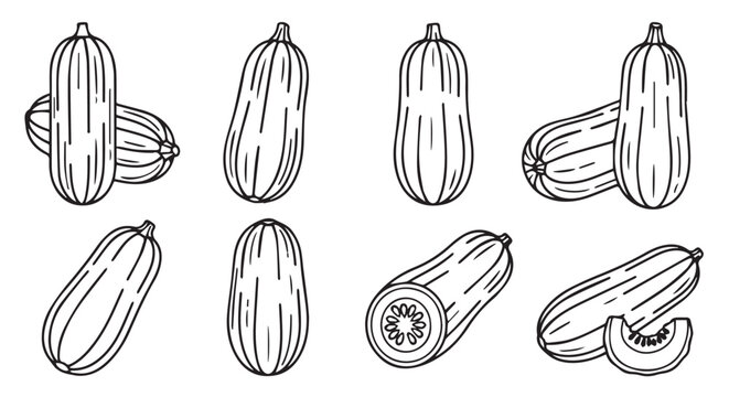 Assorted hand drawn zucchini and courgette squash sketches with zucchini courgette vegetable ingredient illustration isolated monochrome culinary vegetarian nutrition botanical seasonal