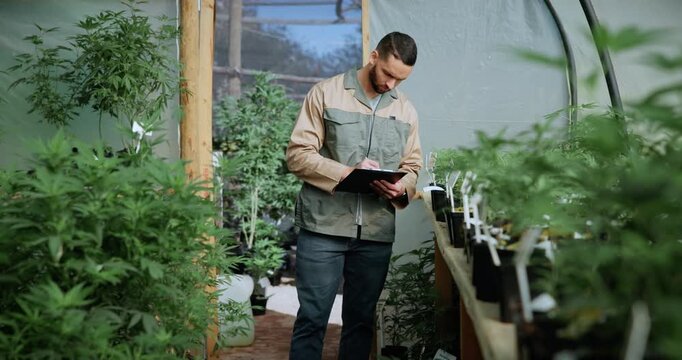 Man, inspection and clipboard in greenhouse with marijuana, quality control and monitor weed growth. Timelapse, person and writing with checklist, cannabis production or thc plants for small business