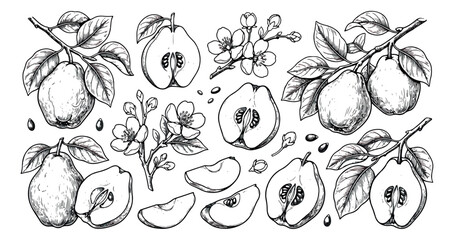 Vintage quince fruit sketch collection, hand drawn botanical pear illustration set, black and white engraved garden fruits with blossoms and leaves © sajida