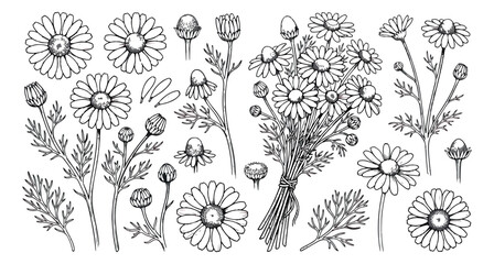 Vintage chamomile flower botanical sketches, hand drawn daisy floral elements set, black and white medicinal herb vector illustrations for packaging © sajida
