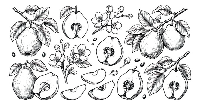 Vintage quince fruit sketch collection, hand drawn botanical pear illustration set, black and white engraved garden fruits with blossoms and leaves