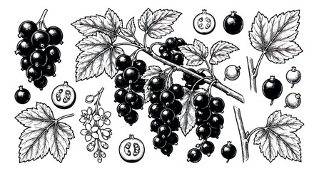 Vintage blackcurrant botanical illustration set, hand drawn berry branch with leaves and flowers, engraved style fruit vector for organic food packaging © sajida