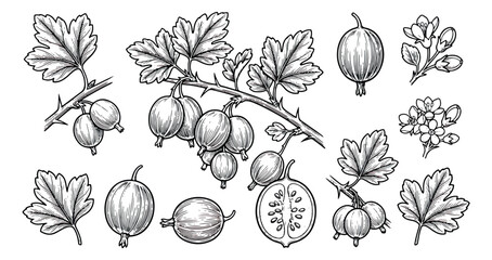 Vintage gooseberry botanical illustration set, hand drawn berry branches with leaves and flowers, black and white garden fruit vector sketches © sajida