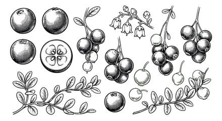 Vintage cranberry sketch vector set, hand drawn botanical lingonberry illustrations, black and white forest berry engraving for organic food packaging © sajida