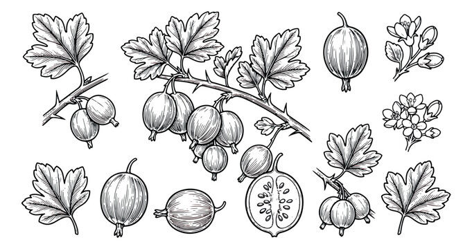 Vintage gooseberry botanical illustration set, hand drawn berry branches with leaves and flowers, black and white garden fruit vector sketches