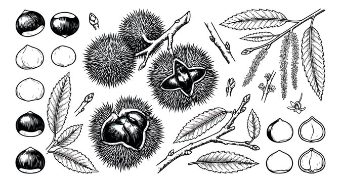 Vintage chestnut botanical illustration set, hand drawn sweet chestnut nuts and prickly shells, engraved autumn forest plant vector elements