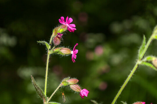 Bright pink red campion flowers bloom on a tall hairy stem amidst dense forest greenery. Delicate petals and fluffy buds create a gentle natural accent, highlighting the beauty of wild meadow flowers 