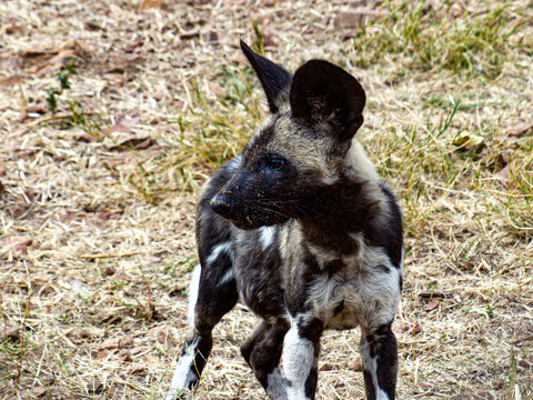 Young African Wild Dog At The Ann Van Dyk Cheetah Centre. South Africa