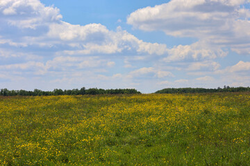 Obraz premium Majestic summer field, densely covered with yellow flowers, stretches to the dark forest line under a vast blue sky with large white clouds. This is a bright and harmonious nature scene, radiating war