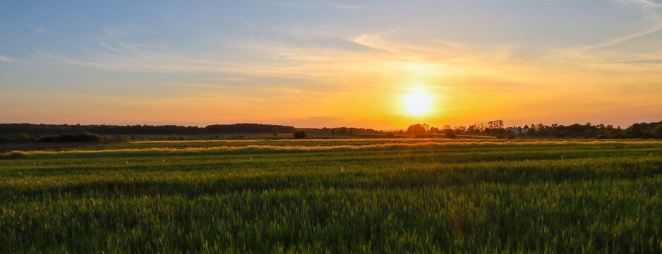 Picturesque sunset over an endless green field creates an atmosphere of peace and harmony. Warm golden rays gently illuminate the vegetation, highlighting the beauty of the rural landscape and the end