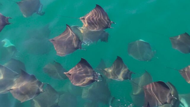 Witness mobula rays moving together in large groups while jumping and splashing in the Sea of Cortez near Baja California Sur, Mexico.