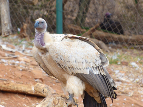 Cape Vulture On Fallen Log At The Ann Van Dyk Cheetah Centre. South Africa