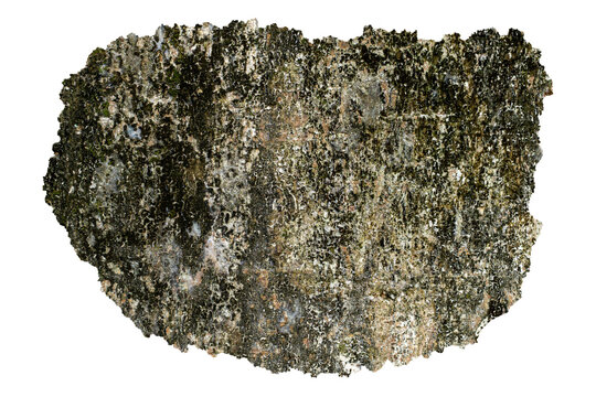 Moss Covered Tree Bark Texture Piece with Natural Forest Surface Isolated on Transparent Background