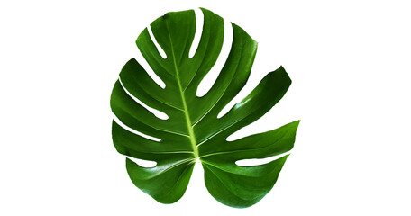 Monstera leaves leaves with Isolate Leaves on transparent background Png file © Design Zone